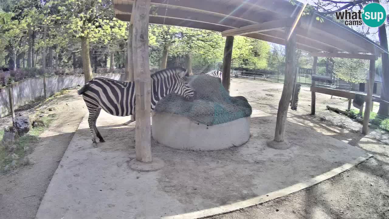 Live webcam Zebras in Ljubljana ZOO – Slovenia