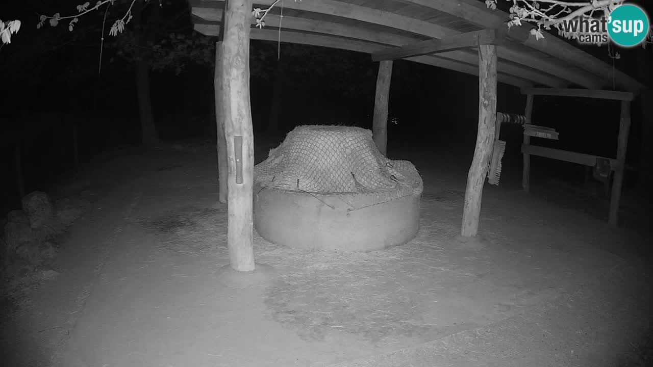 Live Webcam Zebras in Ljubljana ZOO – Slowenien