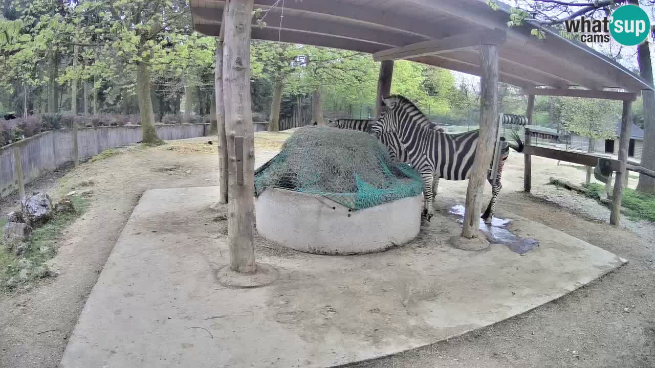 Le Zebre nello ZOO di Ljubljana – Slovenia Live webcam