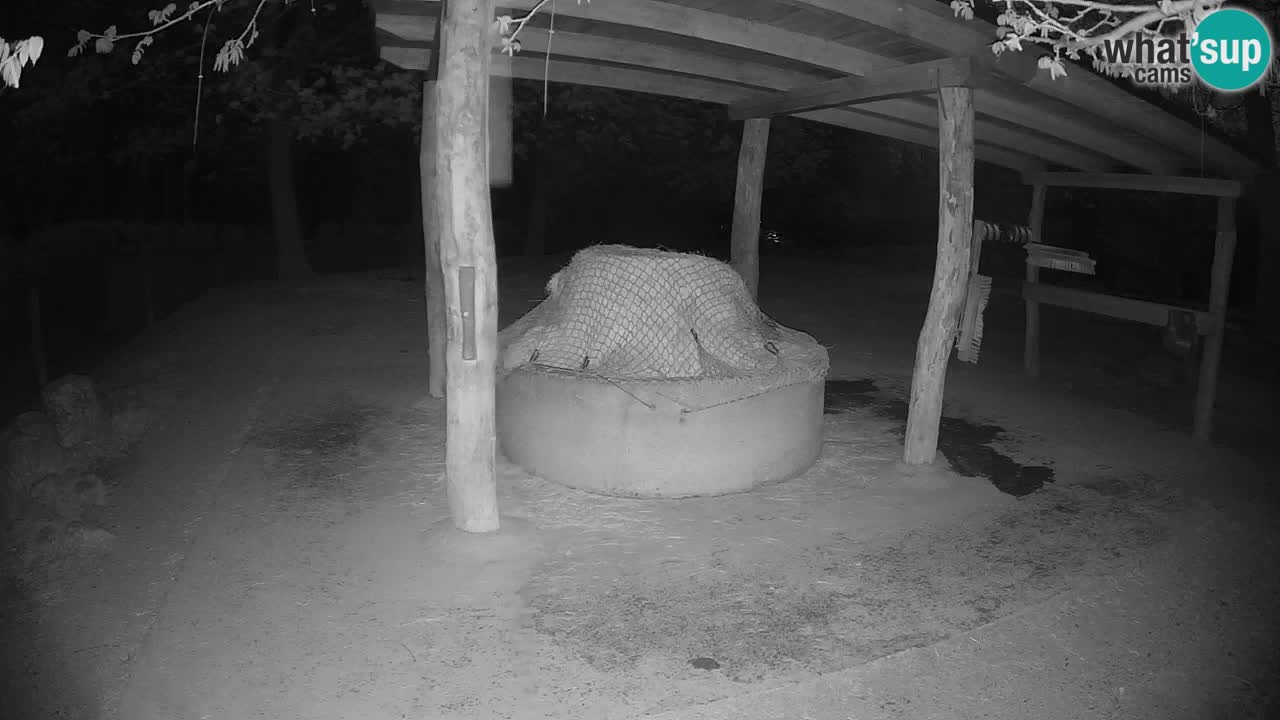 Live Webcam Zebras in Ljubljana ZOO – Slowenien