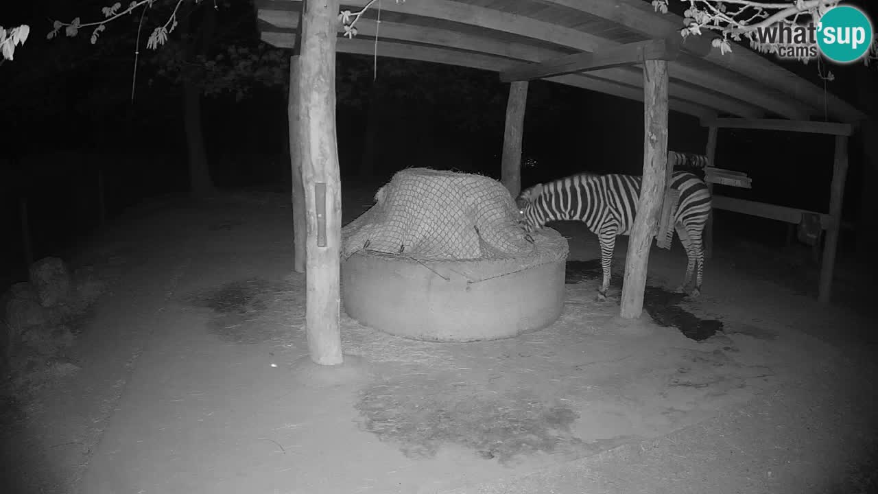 Zebre v živo v živalskem vrtu Ljubljana ZOO spletne kamere