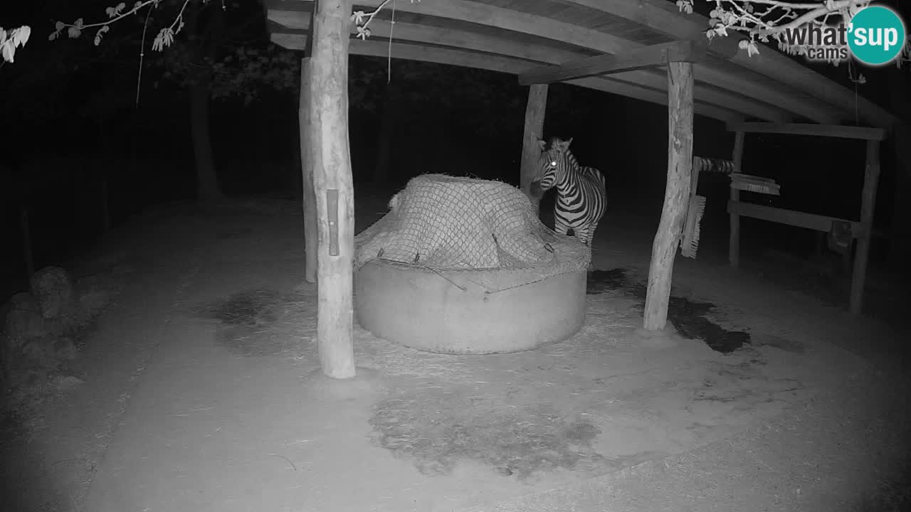 Live webcam Les zèbres in Ljubljana ZOO – Slovénie
