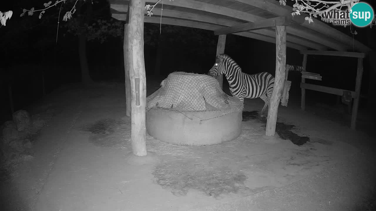 Live Webcam Zebras in Ljubljana ZOO – Slowenien