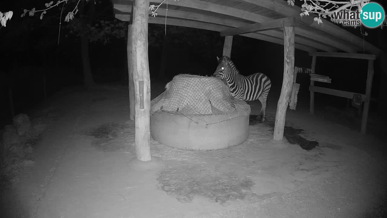 Camera en vivo Cebras in Ljubljana ZOO – Eslovenia