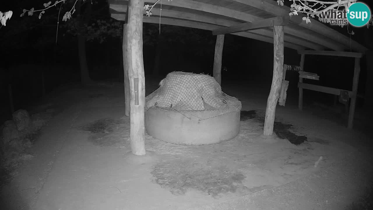 Live webcam Zebras in Ljubljana ZOO – Slovenia