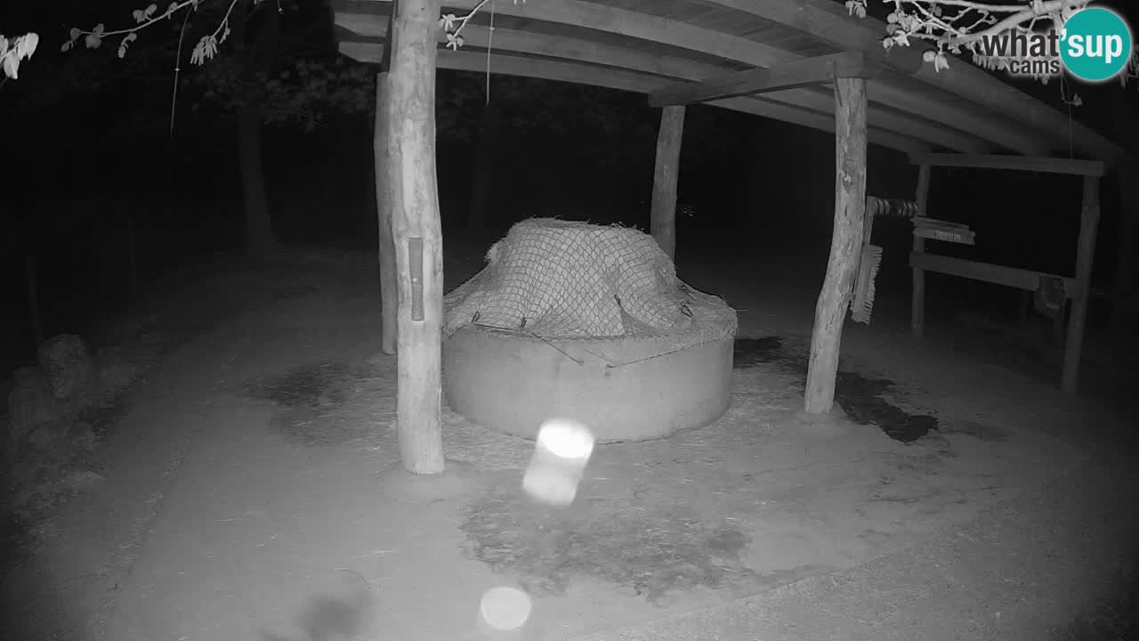 Web kamera uživo Zebras u ZOO Ljubljana – Slovenija