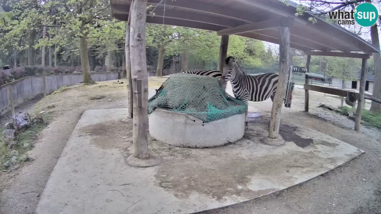 Zebre v živo v živalskem vrtu Ljubljana ZOO spletne kamere