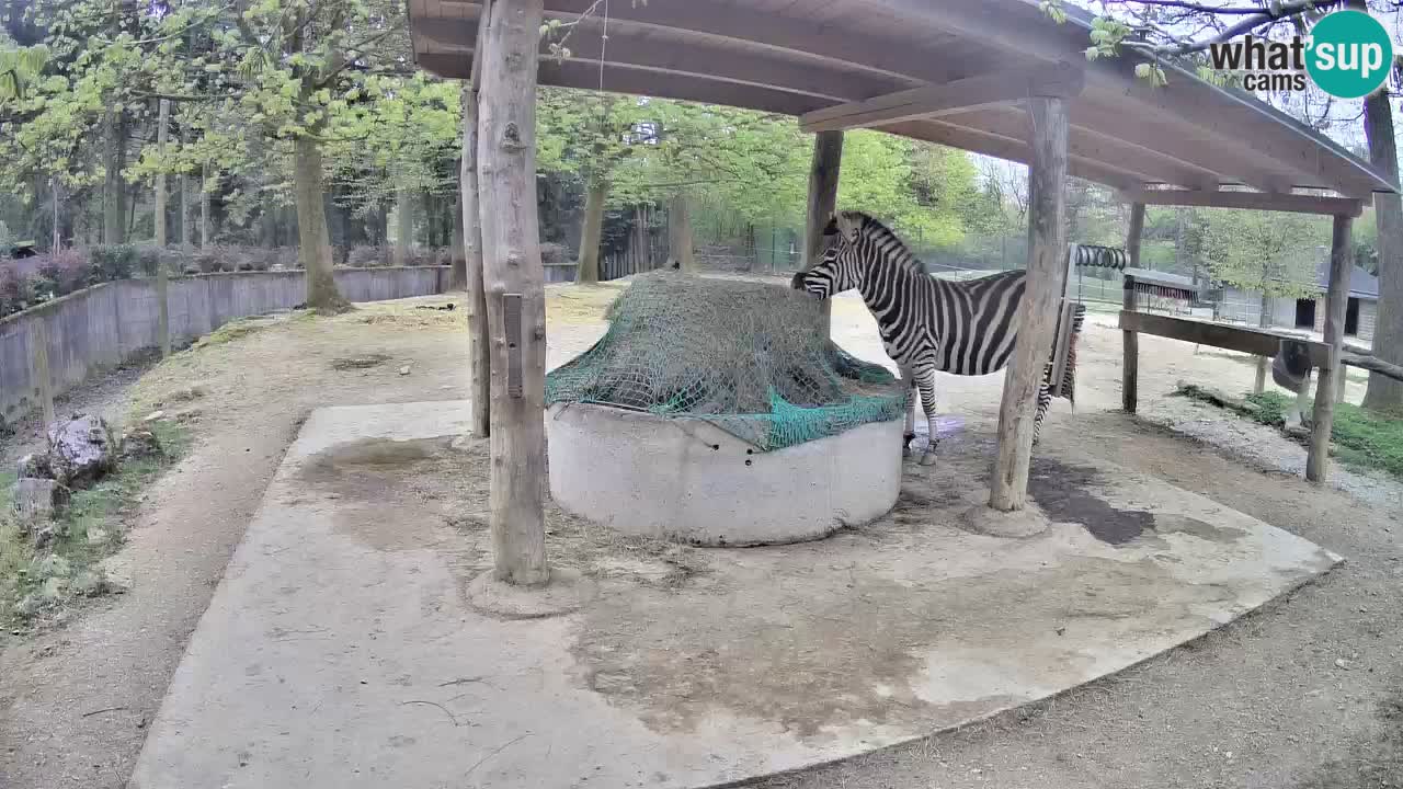 Web kamera uživo Zebras u ZOO Ljubljana – Slovenija