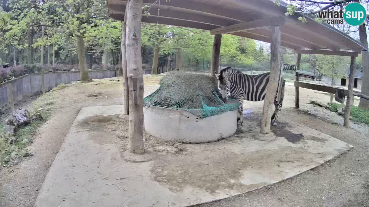 Le Zebre nello ZOO di Ljubljana – Slovenia Live webcam