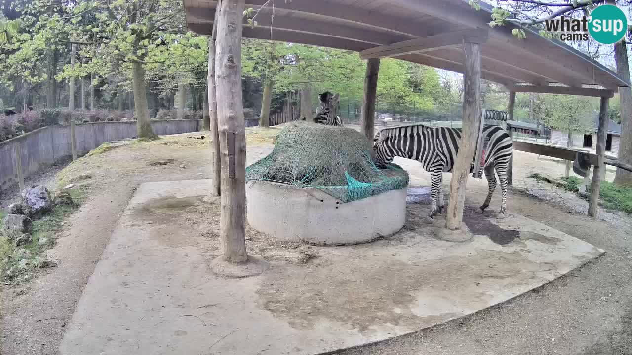 Live webcam Les zèbres in Ljubljana ZOO – Slovénie