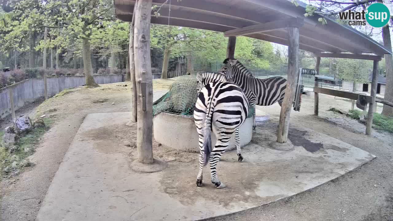 Live Webcam Zebras in Ljubljana ZOO – Slowenien