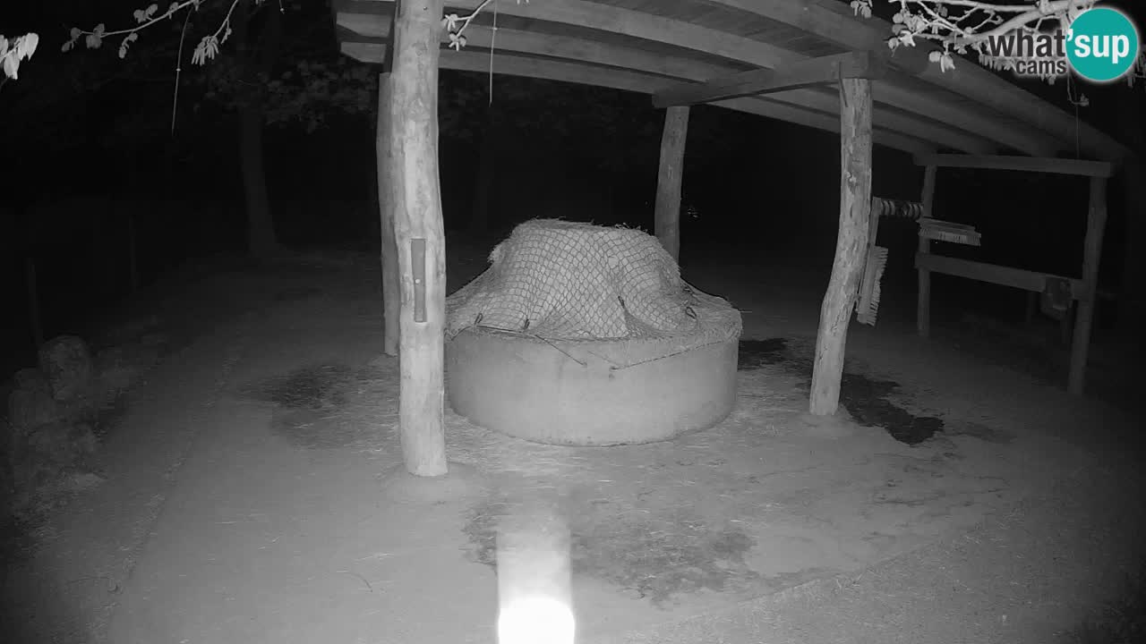 Le Zebre nello ZOO di Ljubljana – Slovenia Live webcam