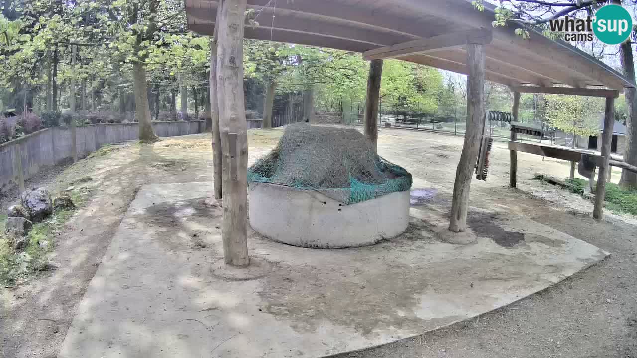 Live webcam Zebras in Ljubljana ZOO – Slovenia