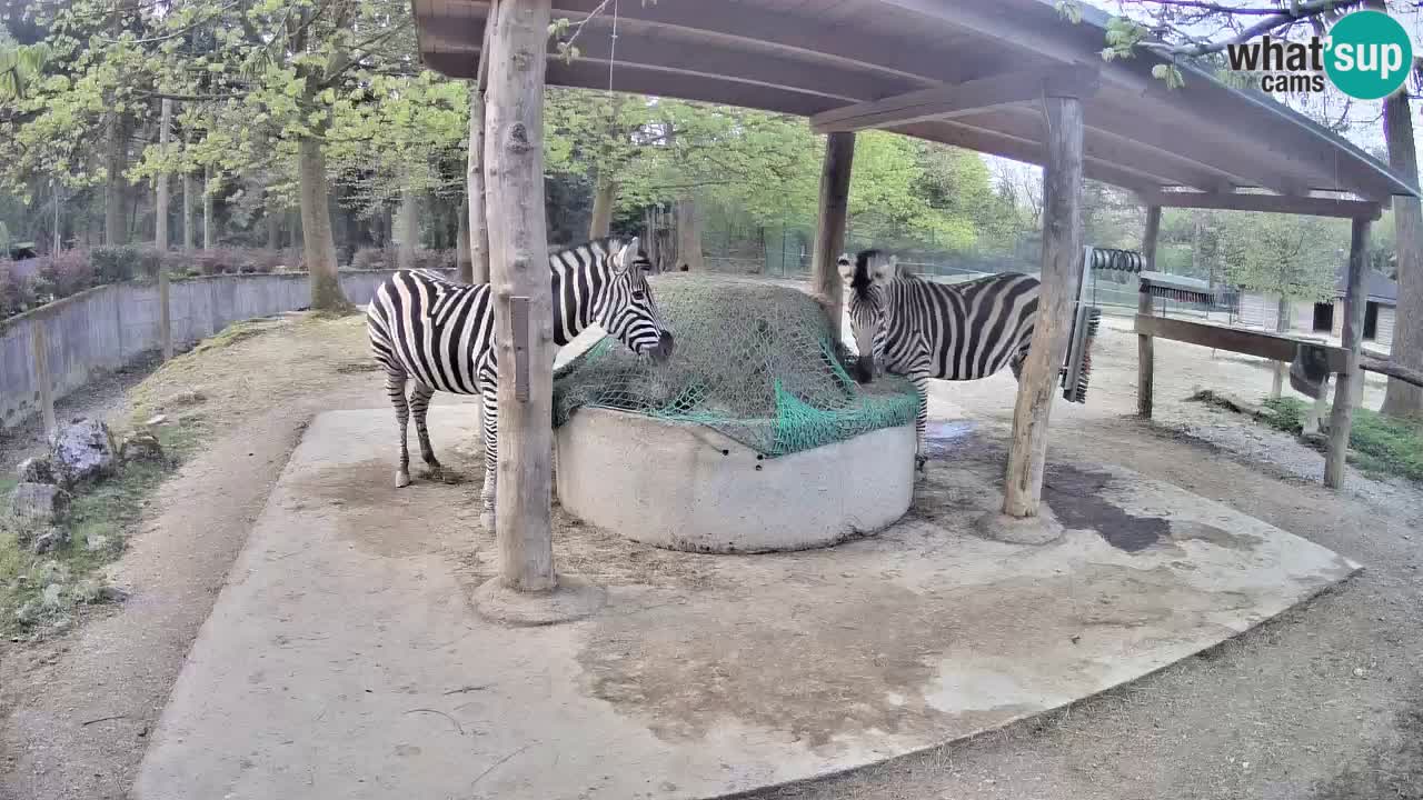 Web kamera uživo Zebras u ZOO Ljubljana – Slovenija