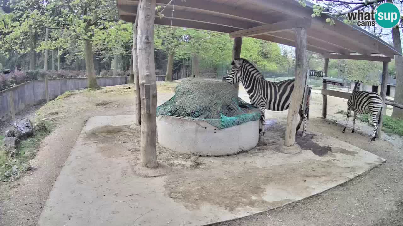 Live Webcam Zebras in Ljubljana ZOO – Slowenien