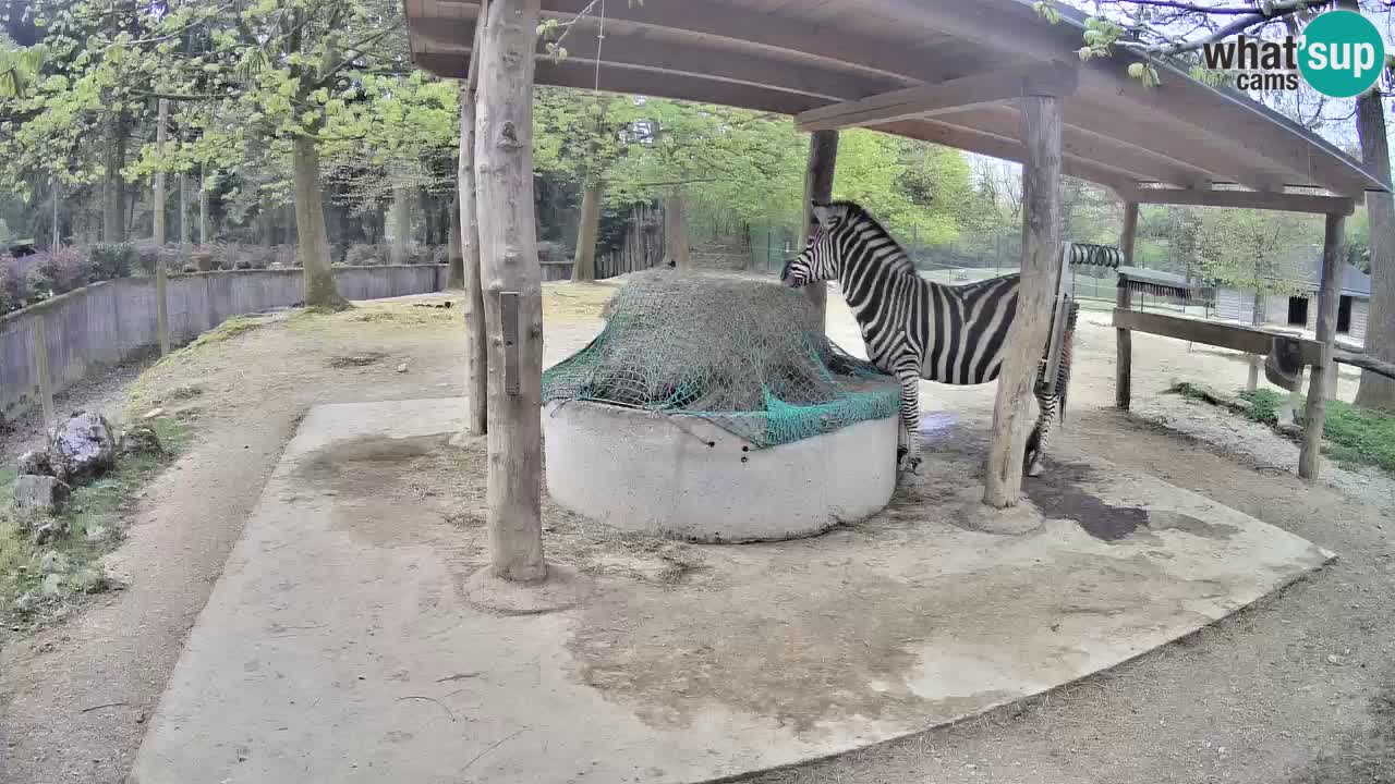 Le Zebre nello ZOO di Ljubljana – Slovenia Live webcam