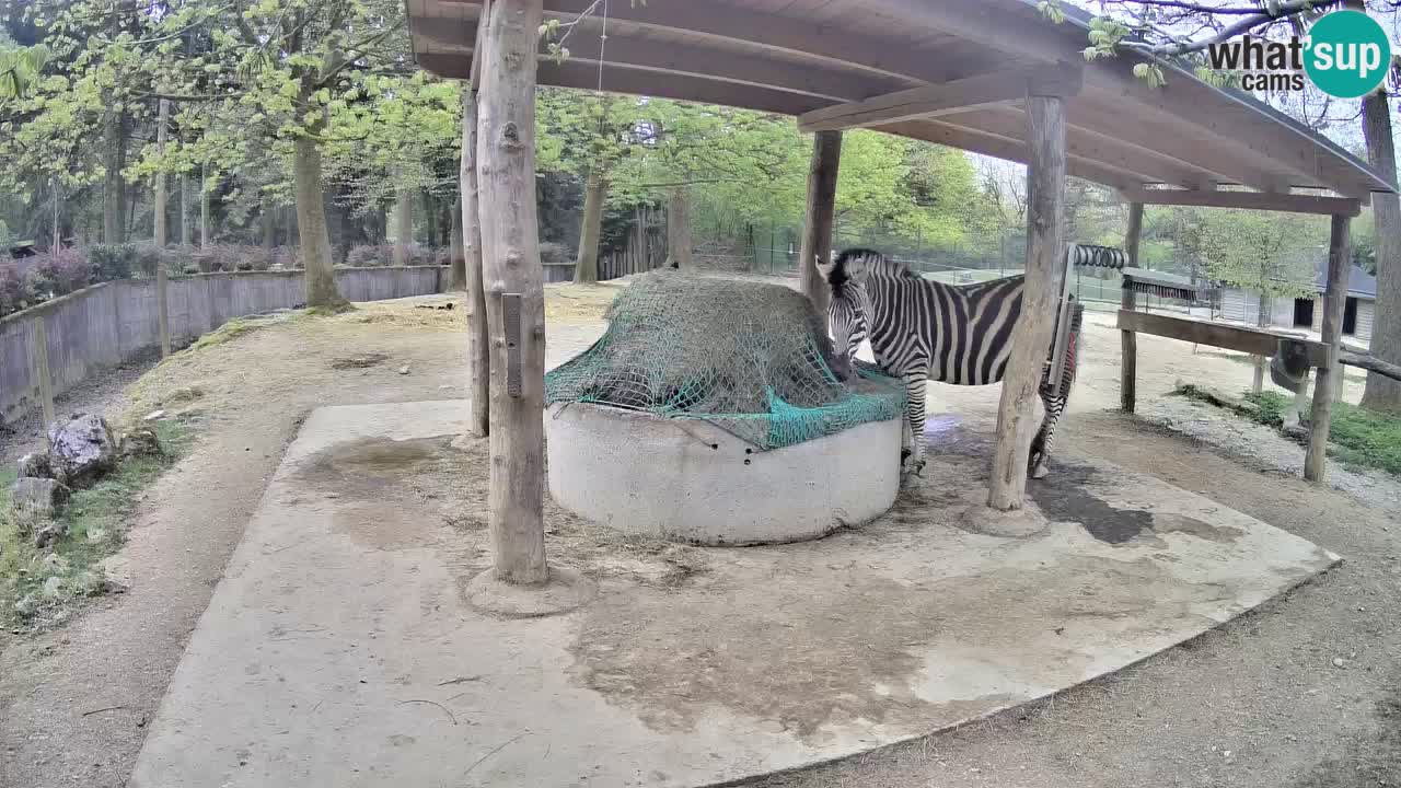 Web kamera uživo Zebras u ZOO Ljubljana – Slovenija