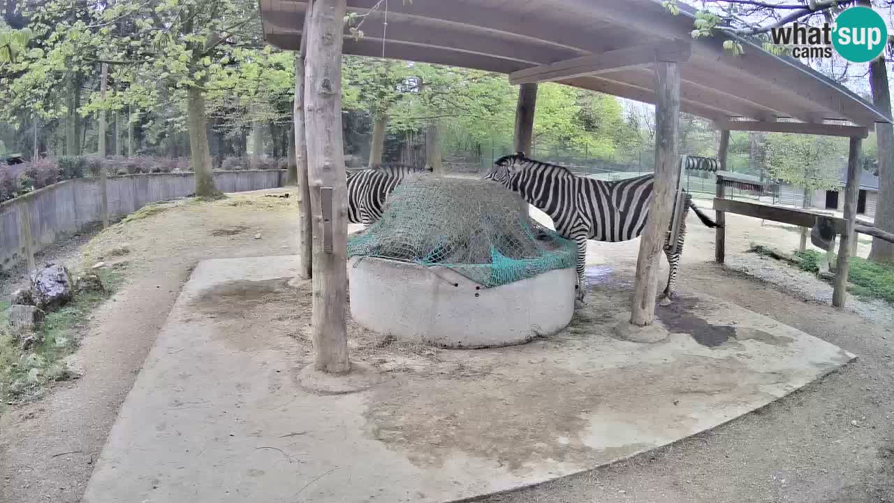 Web kamera uživo Zebras u ZOO Ljubljana – Slovenija