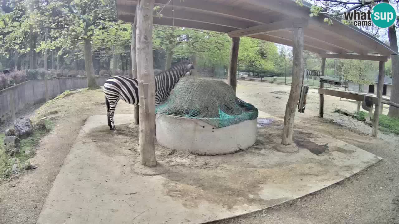Web kamera uživo Zebras u ZOO Ljubljana – Slovenija