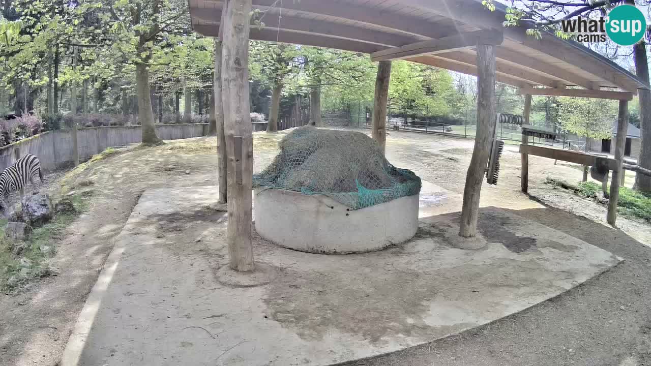 Live Webcam Zebras in Ljubljana ZOO – Slowenien