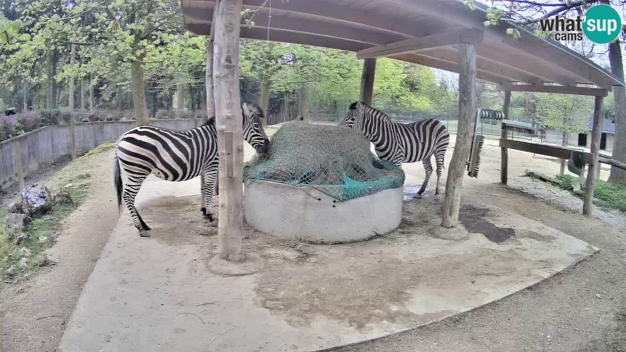 Live webcam Zebras in Ljubljana ZOO – Slovenia