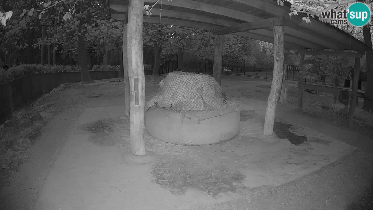 Zebre v živo v živalskem vrtu Ljubljana ZOO spletne kamere