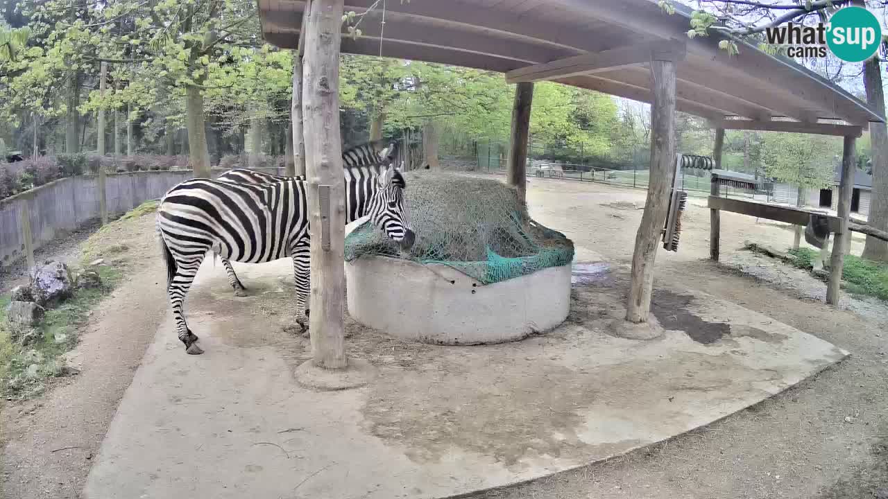 Live Webcam Zebras in Ljubljana ZOO – Slowenien