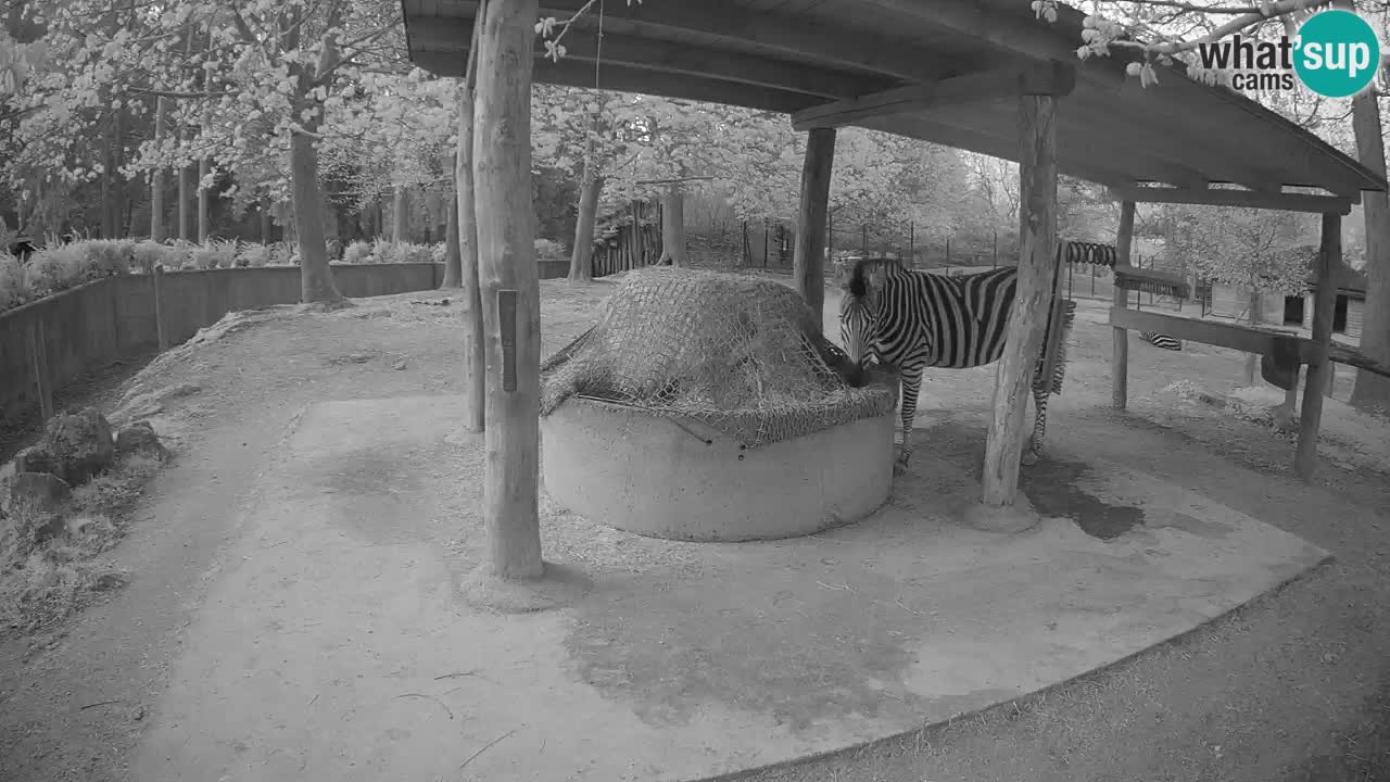 Camera en vivo Cebras in Ljubljana ZOO – Eslovenia