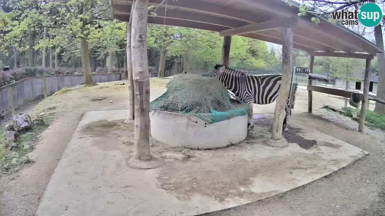 Le Zebre nello ZOO di Ljubljana – Slovenia Live webcam