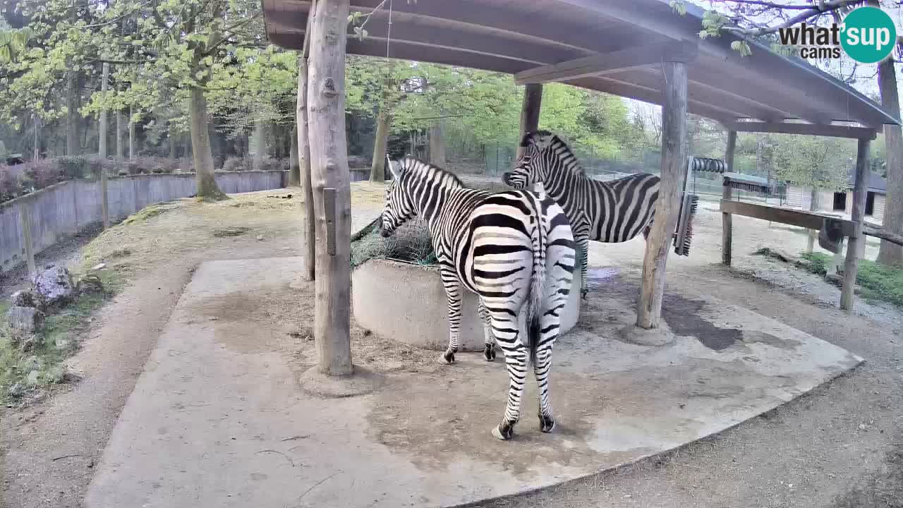 Camera en vivo Cebras in Ljubljana ZOO – Eslovenia