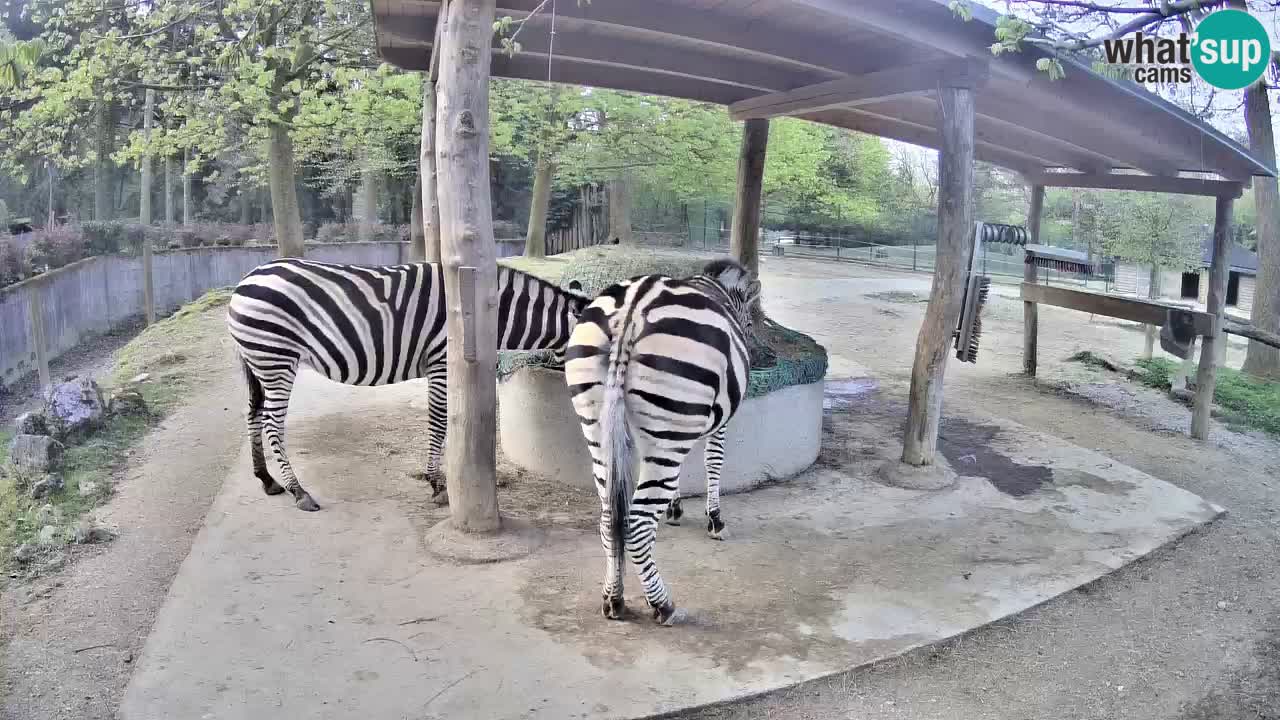 Le Zebre nello ZOO di Ljubljana – Slovenia Live webcam