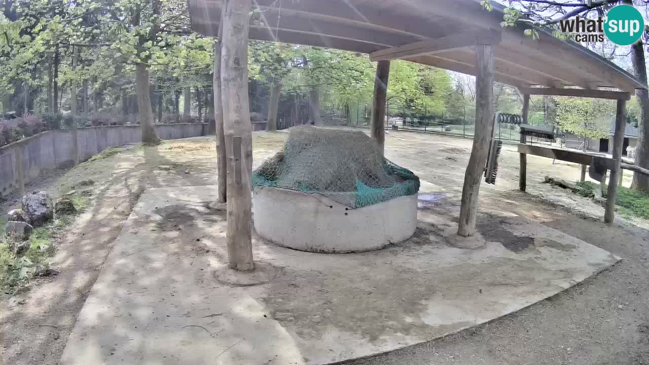 Camera en vivo Cebras in Ljubljana ZOO – Eslovenia