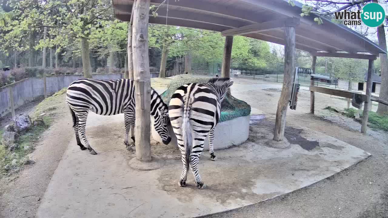 Live webcam Zebras in Ljubljana ZOO – Slovenia