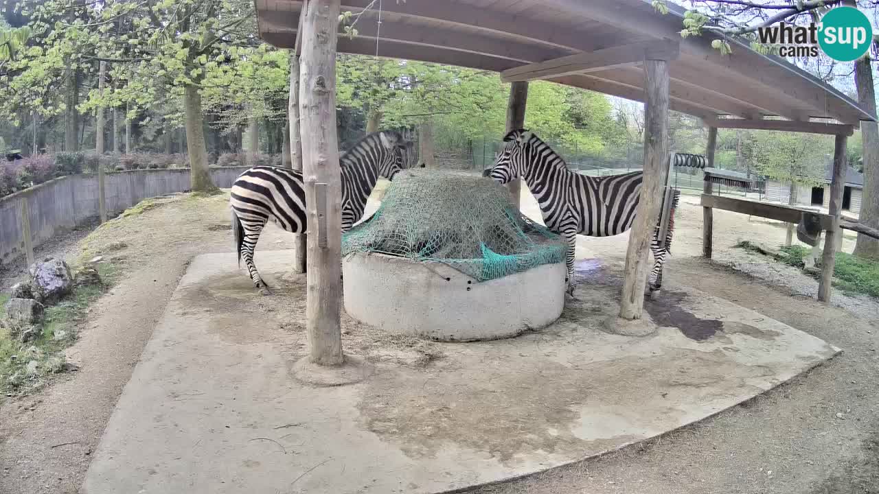 Live webcam Zebras in Ljubljana ZOO – Slovenia
