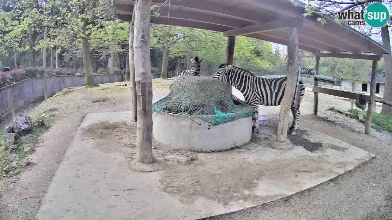Le Zebre nello ZOO di Ljubljana – Slovenia Live webcam