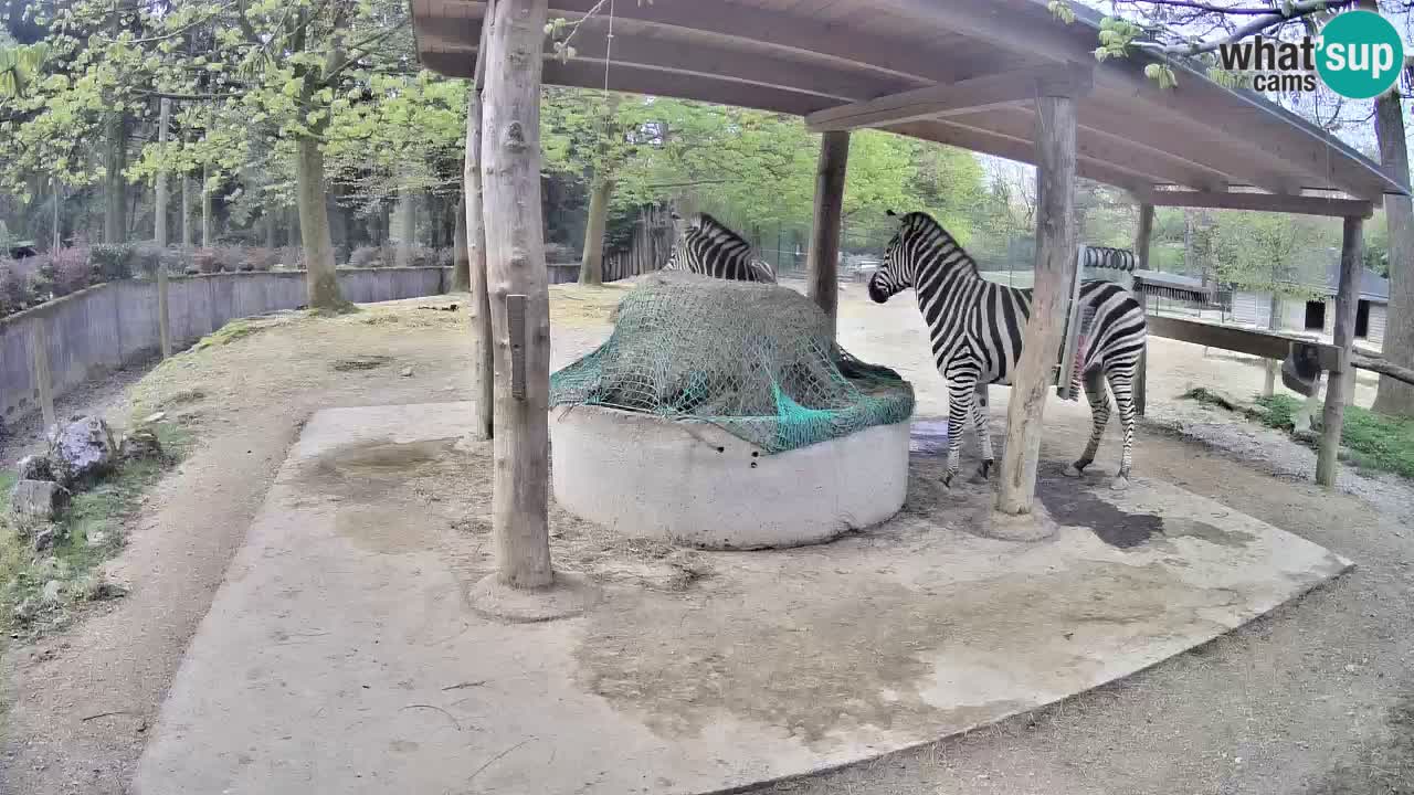 Le Zebre nello ZOO di Ljubljana – Slovenia Live webcam