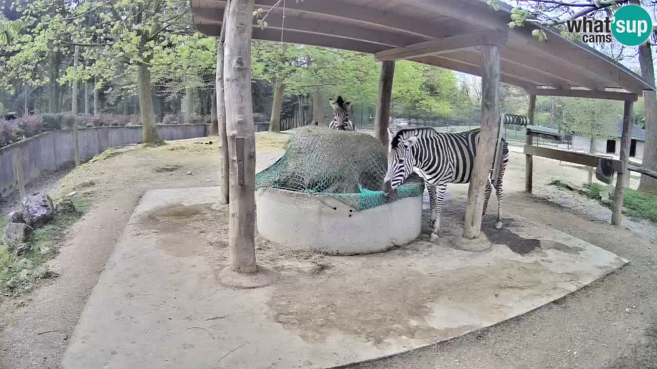 Web kamera uživo Zebras u ZOO Ljubljana – Slovenija