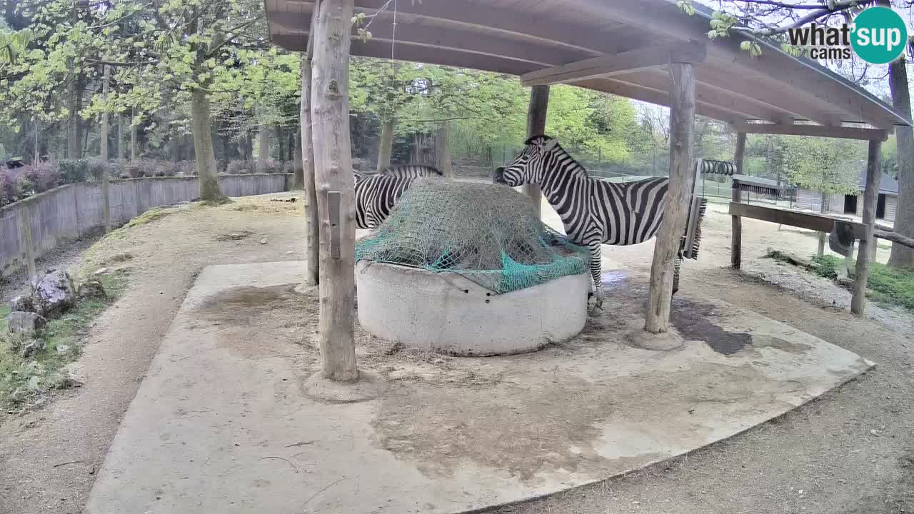 Camera en vivo Cebras in Ljubljana ZOO – Eslovenia