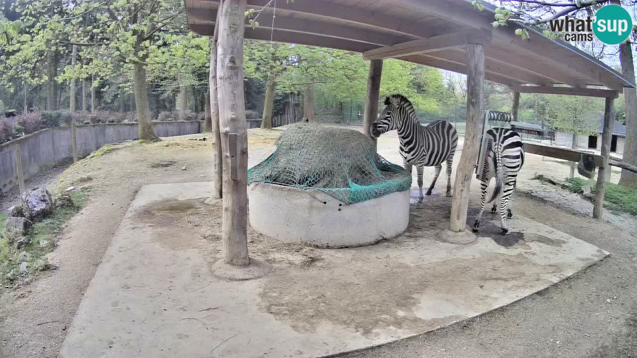 Live webcam Les zèbres in Ljubljana ZOO – Slovénie