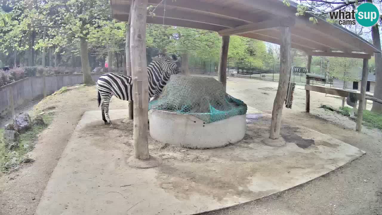 Zebre v živo v živalskem vrtu Ljubljana ZOO spletne kamere