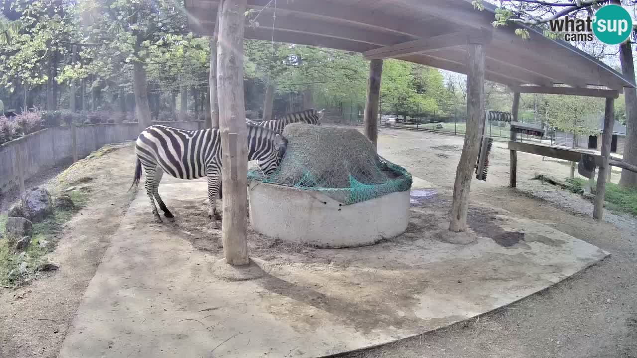 Web kamera uživo Zebras u ZOO Ljubljana – Slovenija