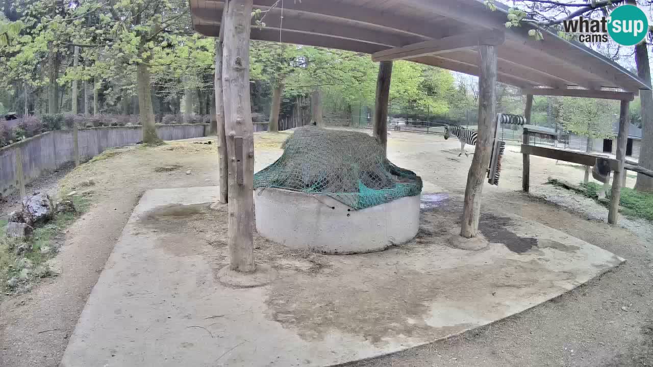 Camera en vivo Cebras in Ljubljana ZOO – Eslovenia