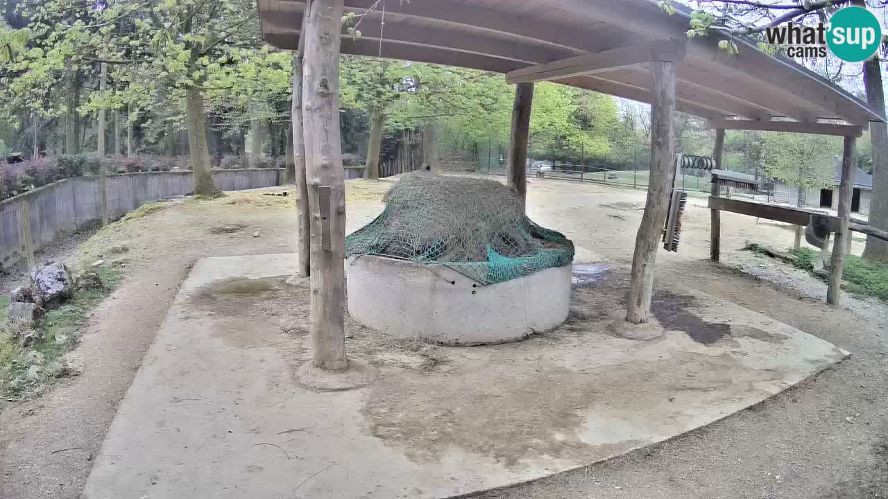 Live webcam Les zèbres in Ljubljana ZOO – Slovénie