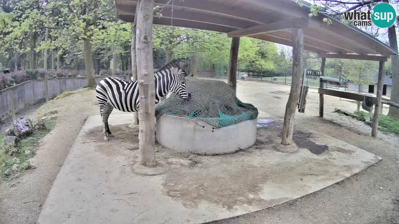 Zebre v živo v živalskem vrtu Ljubljana ZOO spletne kamere