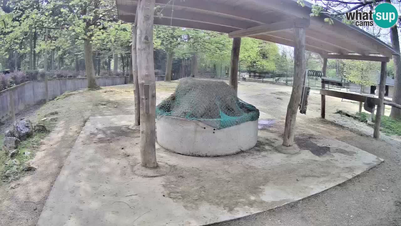 Live webcam Zebras in Ljubljana ZOO – Slovenia