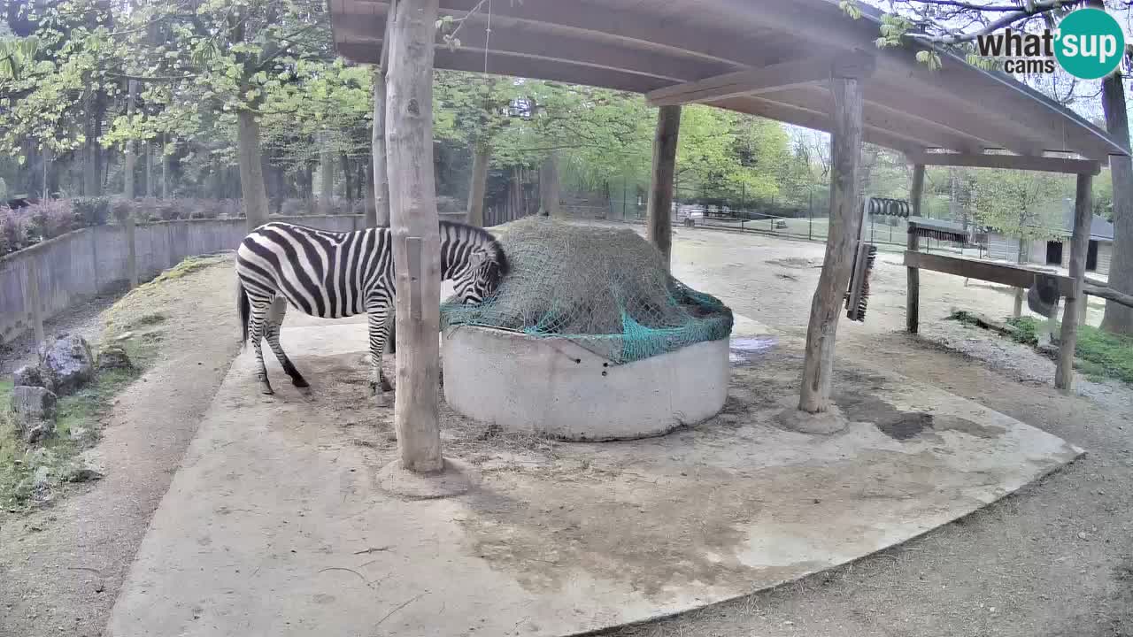Web kamera uživo Zebras u ZOO Ljubljana – Slovenija
