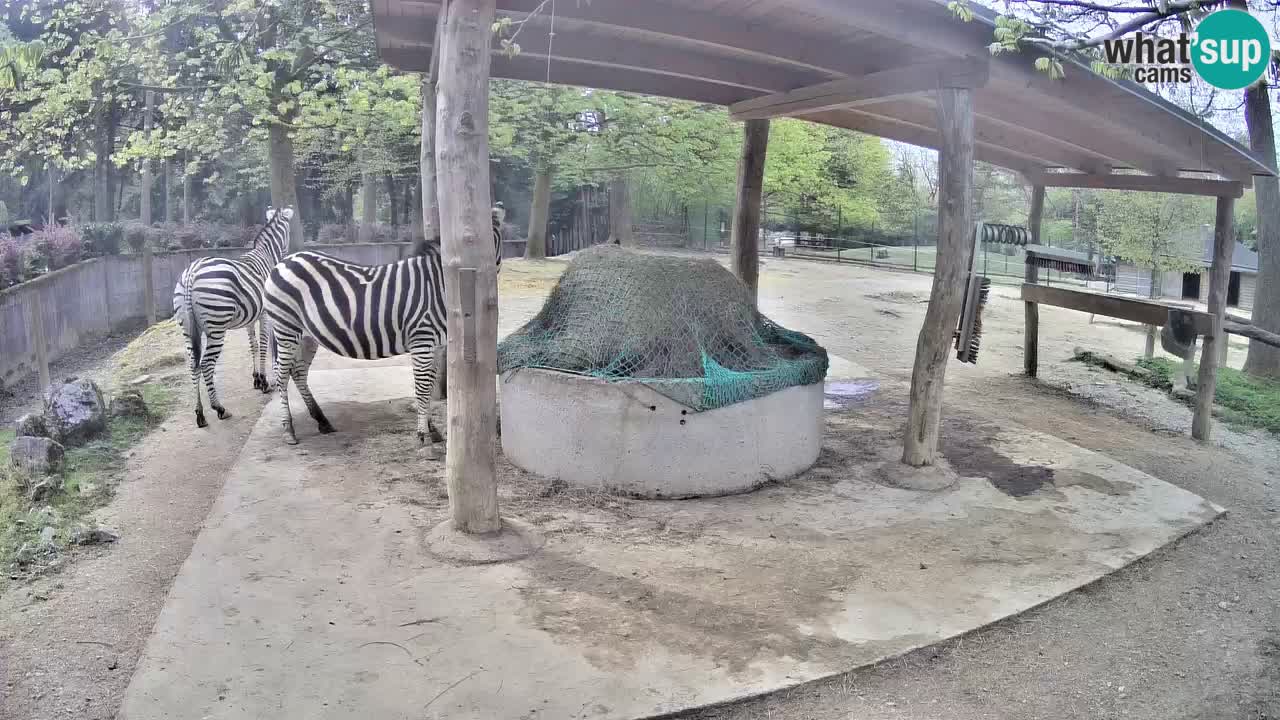 Zebre v živo v živalskem vrtu Ljubljana ZOO spletne kamere