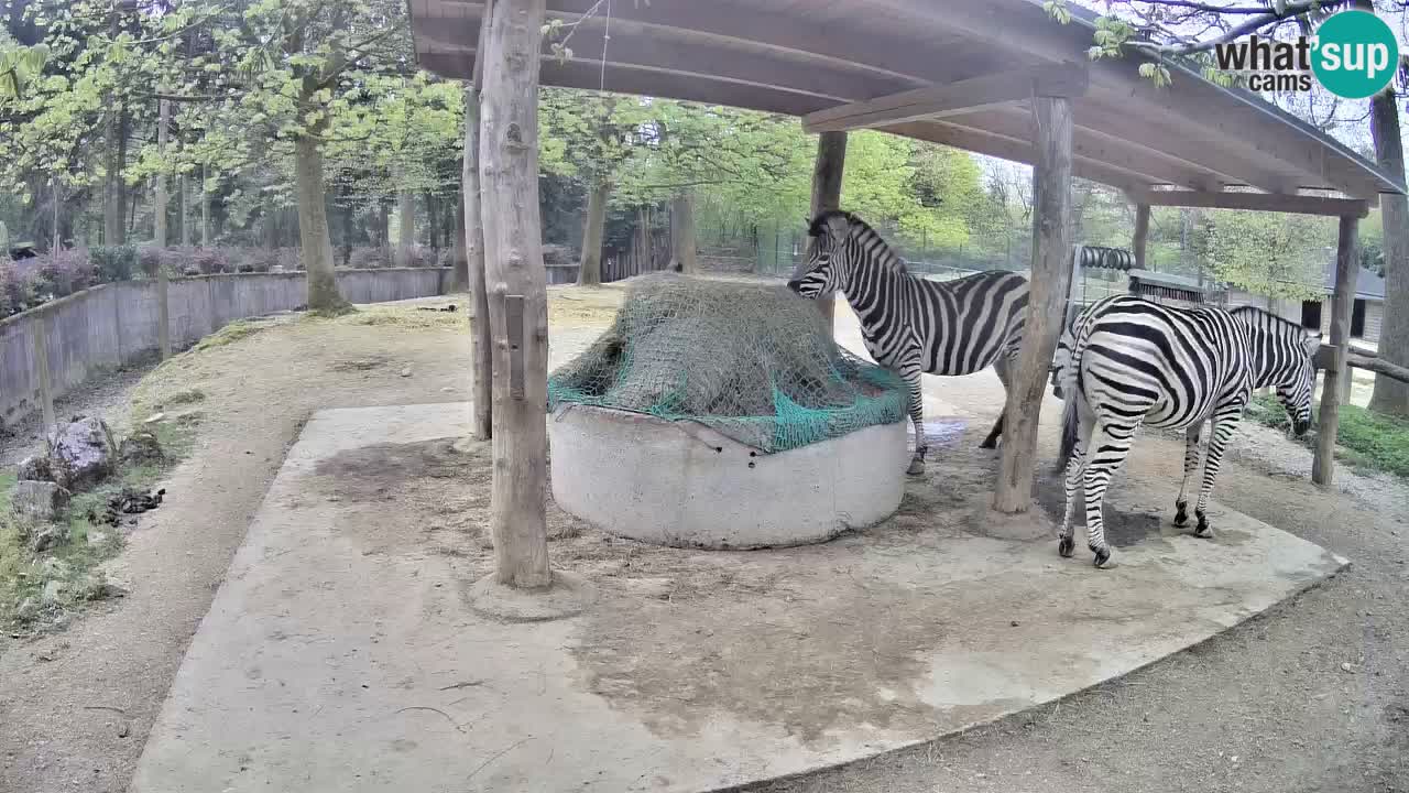 Live webcam Les zèbres in Ljubljana ZOO – Slovénie