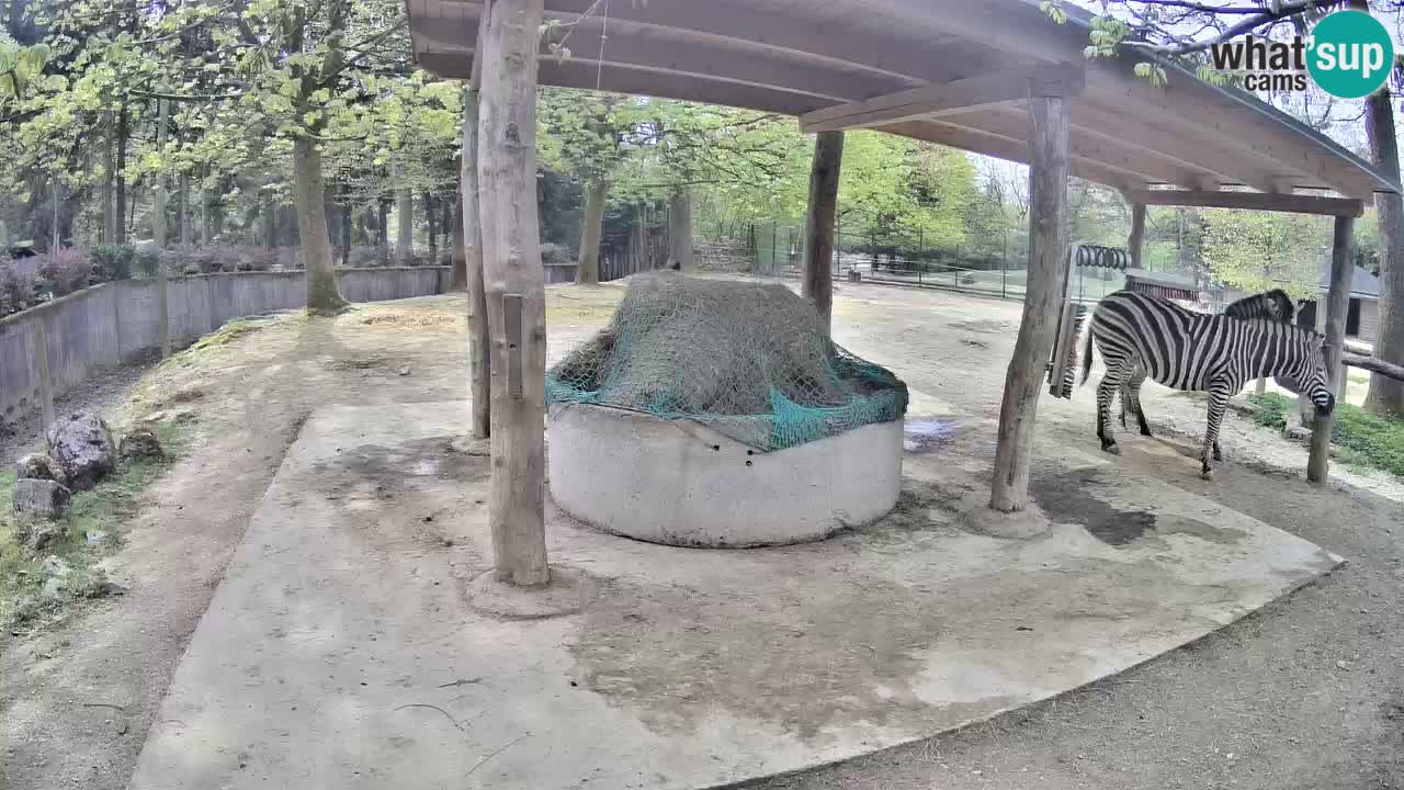 Zebre v živo v živalskem vrtu Ljubljana ZOO spletne kamere