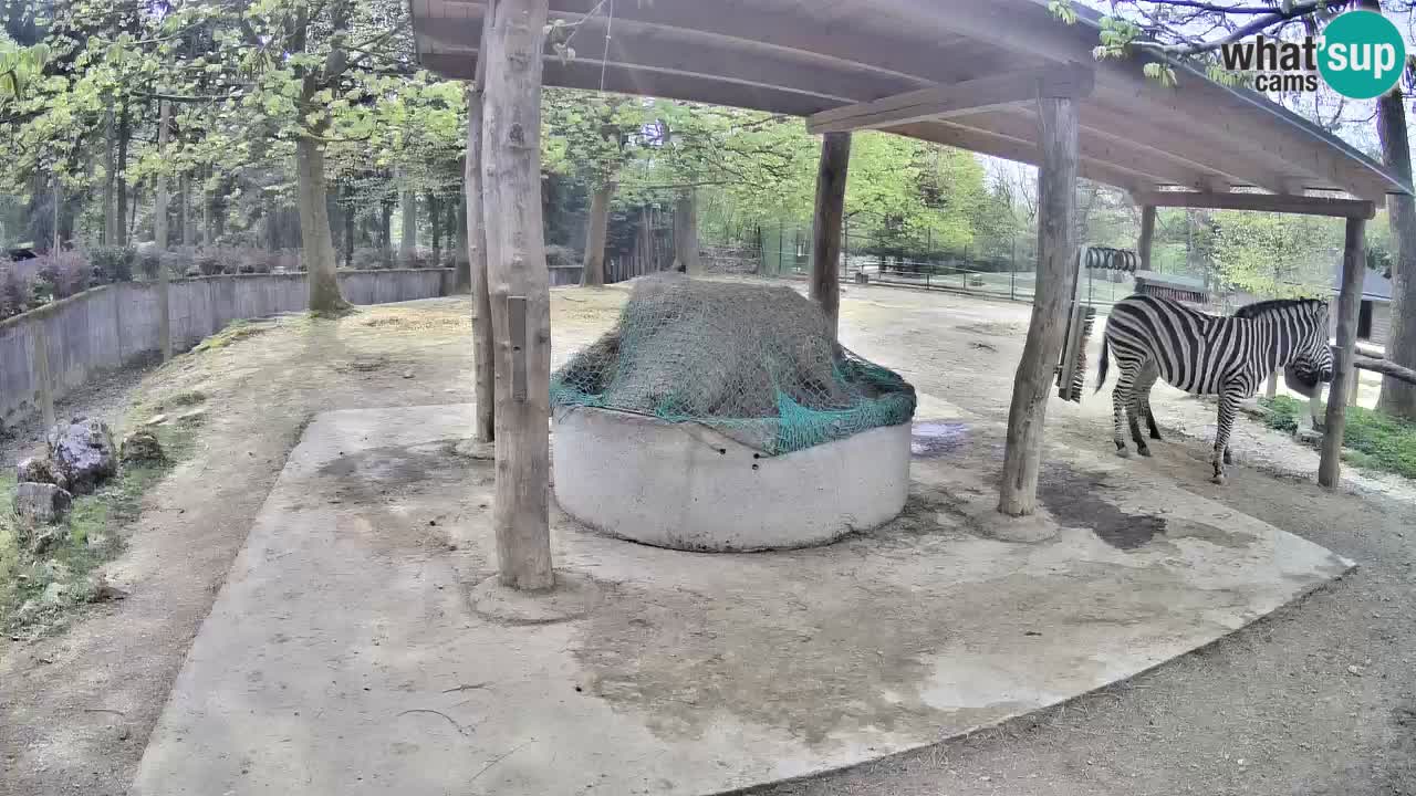 Live webcam Zebras in Ljubljana ZOO – Slovenia